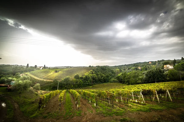 Grey sky over a vineyard in Montalcino