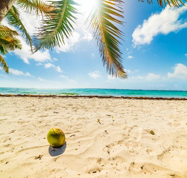 Kokosnuss und weißer Sand in Rosinen clairs Strand unter einer Palme — Stockfoto