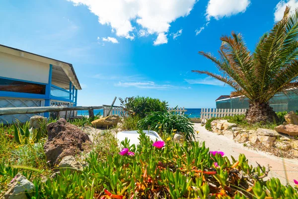 Palmiers et fleurs au bord de la mer à Alghero — Photo