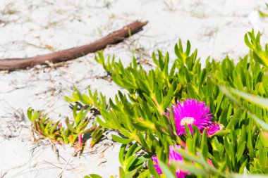 Pembe çiçek ve beyaz Sardunya baharı, İtalya