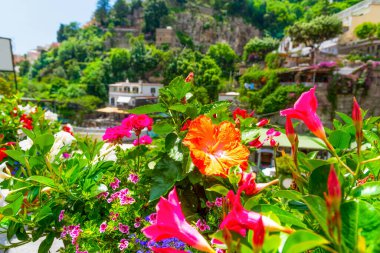 Positano 'da bir bahar günü Hibiscus çiçeği