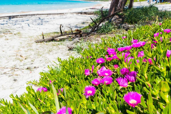 Růžové Květy Bílý Písek Pobřeží Sardinie Itálie — Stock fotografie