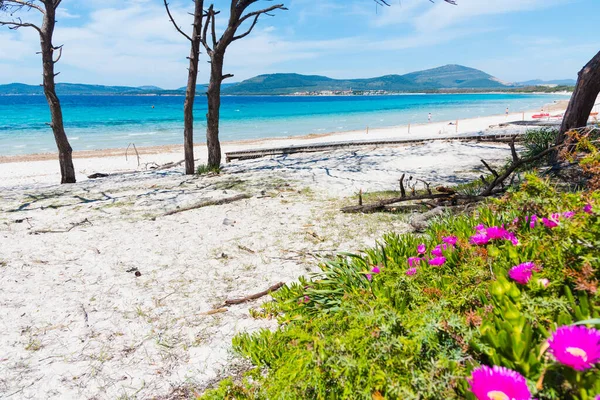 Baharda Alghero Beyaz Kum Çiçeklerle Dolu Renkli Bir Sahil Sardunya — Stok fotoğraf