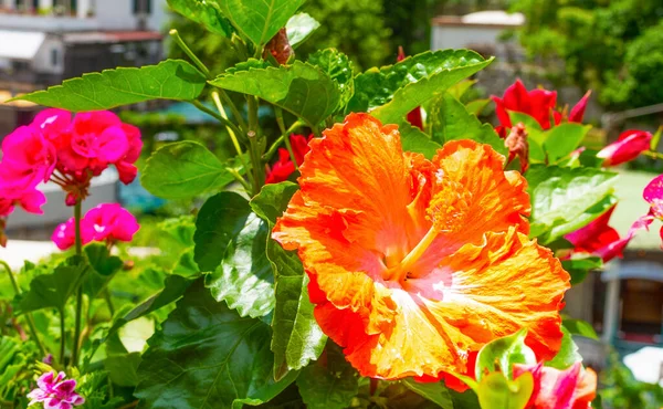 Primer Plano Una Flor Hibisco Naranja Positano Día Primavera Costa —  Fotos de Stock