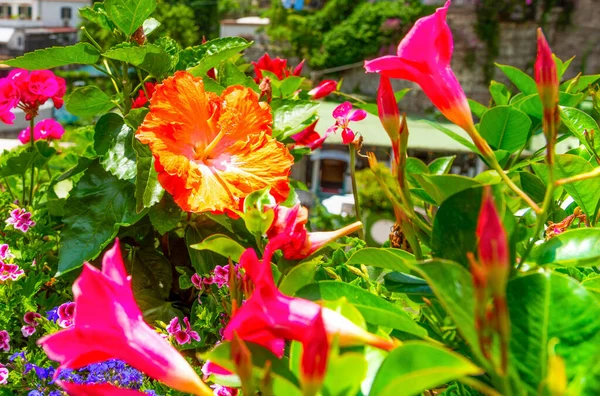 Primo Piano Fiore Ibisco Positano — Foto Stock