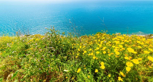 Gele Bloemen Blauw Water Aan Sardijnse Kust Italië — Stockfoto