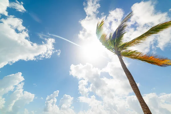 Coconut Palm Tree Cloudy Sky Caribbean — Stock Photo, Image