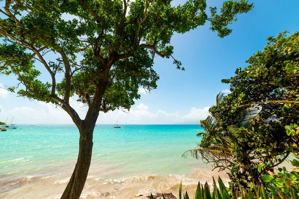 Stromy Moře Pláži Datcha Guadeloupe Francouzské Západní Indie Menší Antily — Stock fotografie