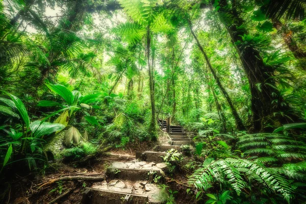 Treppe Dschungel Von Guadeloupe Kleine Antillen Karibik — Stockfoto
