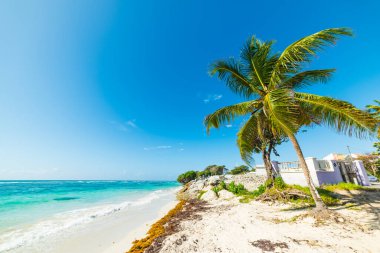 Palm tree and white sand in Raisins Clairs beach in Guadeloupe, French west indies. Lesser Antilles, Caribbean sea clipart