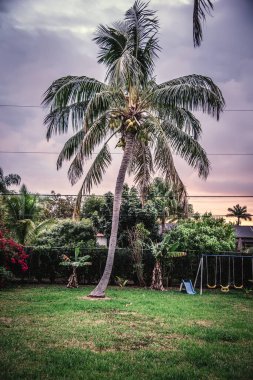 Miami, ABD 'de gün batımında bulutlu bir gökyüzünün altındaki palmiye ağacı