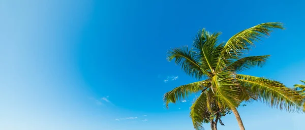 Palm Tree Clear Sky Guadeloupe French West Indies Lesser Antilles — Stock Photo, Image