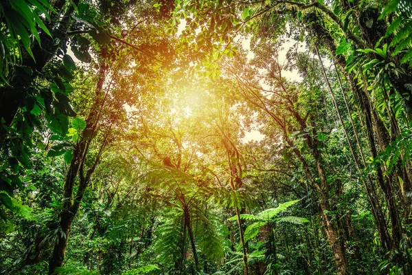 Végétation Épaisse Dans Jungle Basse Terre Coucher Soleil Guadeloupe Caraïbes — Photo