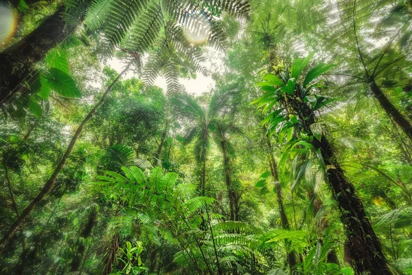 Tropical Vegetation Basse Terre Jungle Guadeloupe Caribbean — Stock Photo, Image