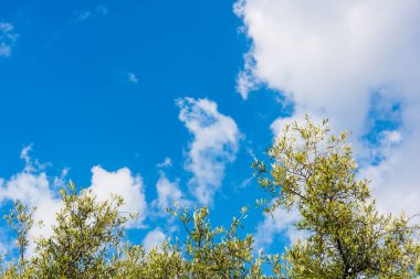 İlkbaharda bulutlu bir gökyüzünün altında zeytin ağaçları. Sardunya, İtalya