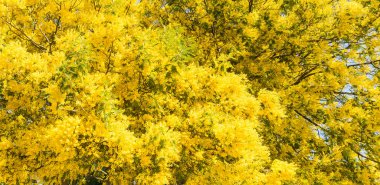İlkbaharda Mimosa çiçeklerini kapat. Sardunya, İtalya