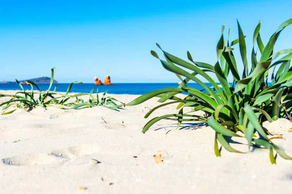 Rośliny Biały Piasek Plaży Cea Pogodny Dzień Sardynia Włochy — Zdjęcie stockowe