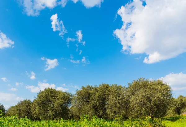 Olivträd Ett Grönt Fält Molnig Himmel Sardinien Italien — Stockfoto
