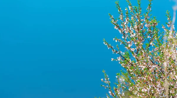 Almond Tree Bloom Blue Sky Background Springtime — Stock Photo, Image