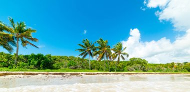 Guadeloupe 'daki Le Saline plajı mavi gökyüzünün altında, Fransız Batı Hint Adaları. Daha Küçük Antiller, Karayip Denizi