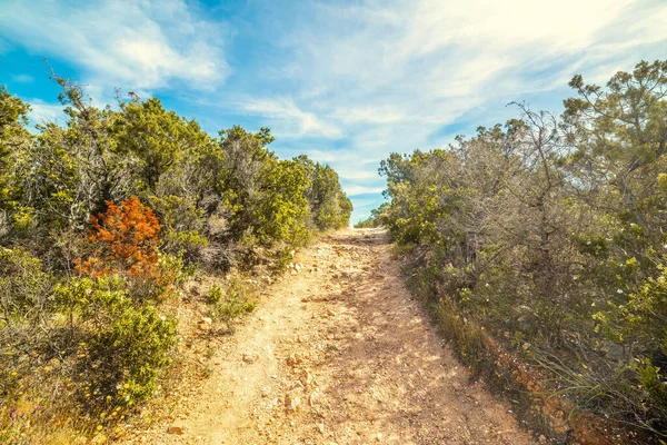 Caminho Terra Lado País Sardenha Itália — Fotografia de Stock