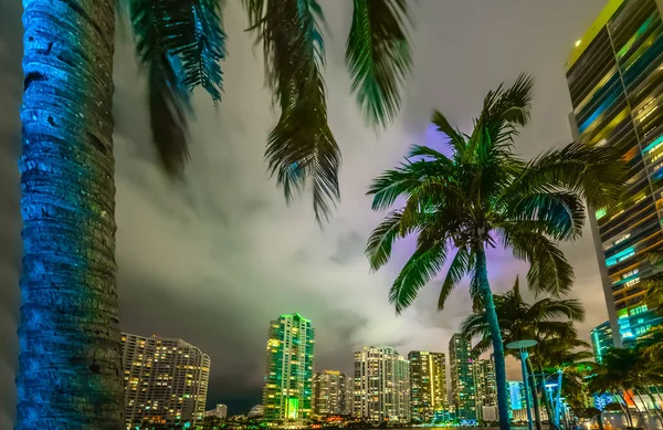 マイアミ川沿いのヤシの木や高層ビル フロリダ アメリカ — ストック写真