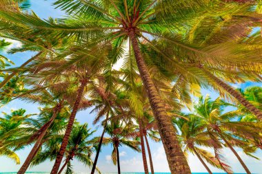 Guadeloupe, Fransız Batı Hint Adaları 'nda parlayan güneşin altında hindistan cevizi palmiyeleri. Daha Küçük Antiller, Karayip Denizi