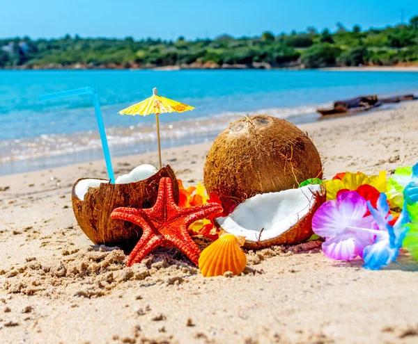夏天的时候 椰子酱 海星和沙滩上的贝壳 — 图库照片