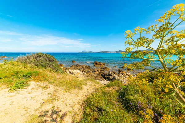 Växter Vid Stranden Italien — Stockfoto