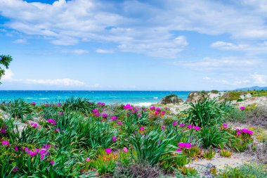 Platamona sahilinde bulutlu bir gökyüzünün altında çiçekler. Sardunya, İtalya