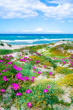 Platamona sahilinde deniz kenarında çiçekler. Sardunya, İtalya