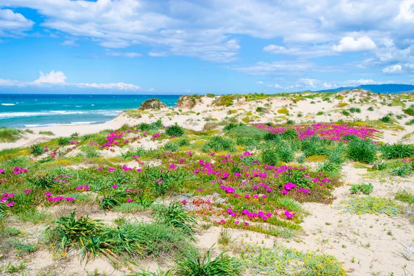 Sanddünen Und Blumen Ufer Von Platamona Frühling Sardinien Italien — Stockfoto