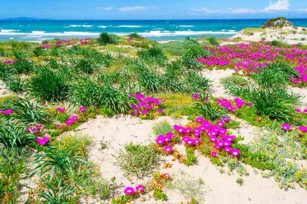 Růžové Květy Pobřeží Platamony Sardinie Itálie — Stock fotografie