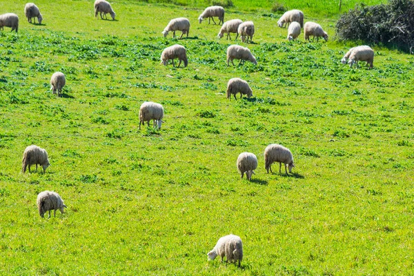 Troupeau Moutons Sur Champ Vert Sardaigne Italie — Photo