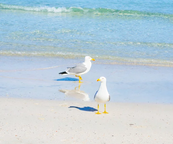 Close Two Seagulls Standing Foreshore Stintino Sardinia Italy — Stock Photo, Image