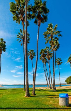 Mission Bay 'de palmiye ağaçları. San Diego, Kaliforniya