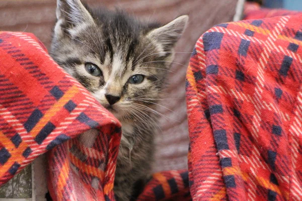 Pequeño bozal de gatito esponjoso —  Fotos de Stock