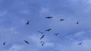 Dramatik gökyüzü siyah kuş