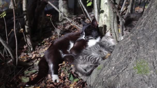 Gato con un gatito — Vídeos de Stock