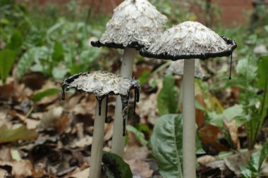  Inky coprinus düşen yapraklar arasında