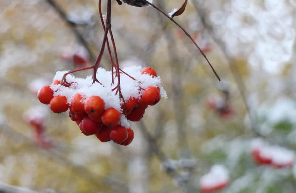 Ceniza de montaña brillante bajo la nieve — Foto de Stock