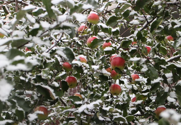 Huerto de manzanas bajo la nieve —  Fotos de Stock