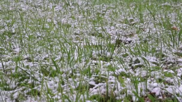 Grünes Gras mit Schnee bedeckt — Stockvideo