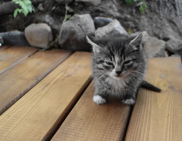 Pequeño peludo gris gatito — Foto de Stock