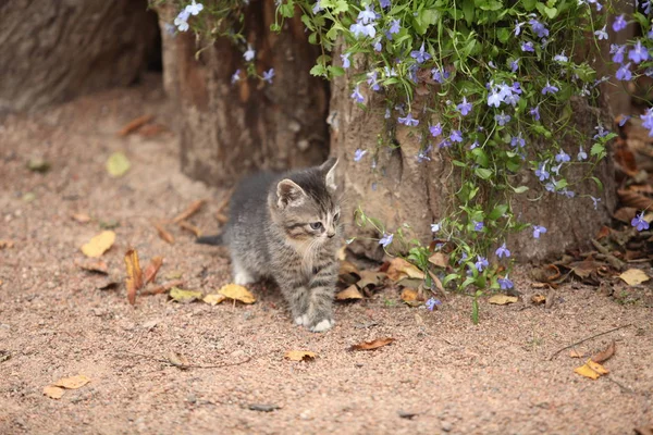 Gatito pequeño con flores — Foto de Stock