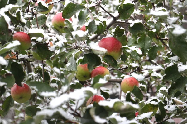 Apple apples  under the snow — Stock Photo, Image