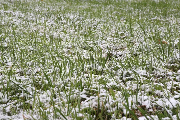 Hierba verde bajo nieve blanca — Foto de Stock