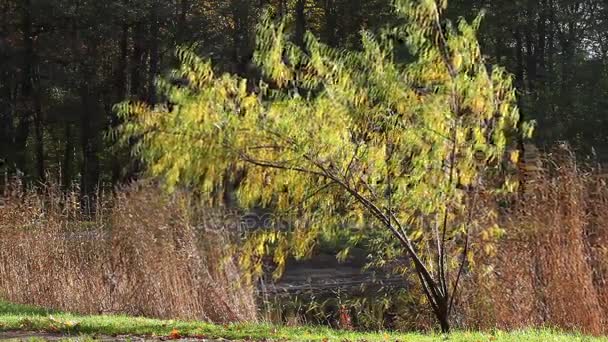 Gula weeping willow — Stockvideo