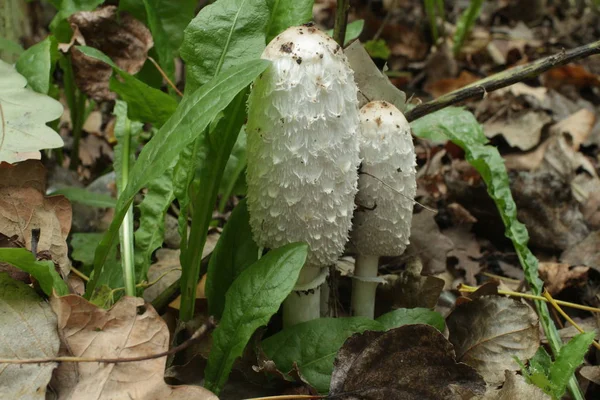  Posteki mantarı mantar