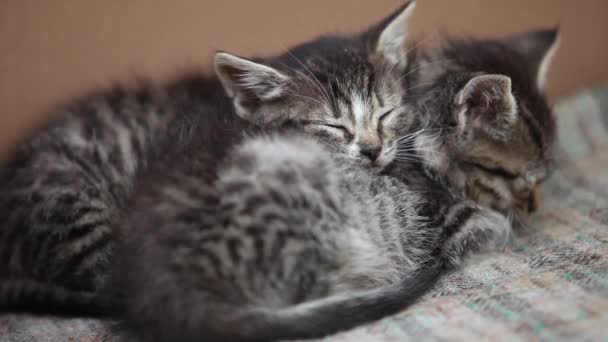 Gatinhos adormecidos — Vídeo de Stock